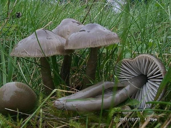 Grauer Saftling-Hygrocybe irrigata