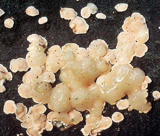 Breitsporiger Mehlscheiben-Zitterling-Tremella simplex