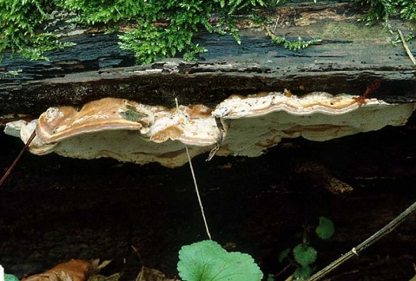 Graugelber Rauchporling-Bjerkandera fumosa