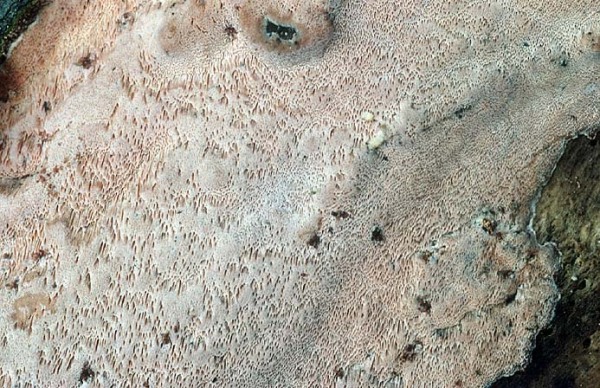 Fleckender Harzporling-Ceriporiopsis gilvescens