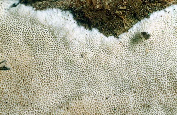 Grauweisse Nadelholztramete-Diplomitoporus lindbladii