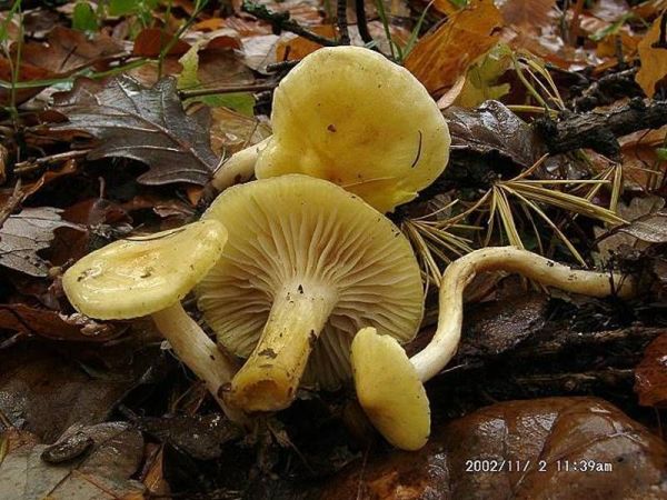 Lärchenschneckling-Hygrophorus lucorum