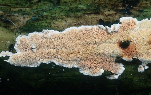 Schönfarbiger Resupinatporling-Junghuhnia nitida