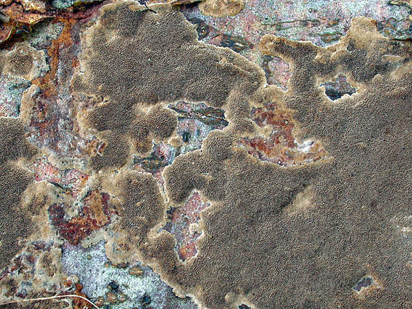 Rostbrauner Feuerschwamm-Phellinus ferruginosus