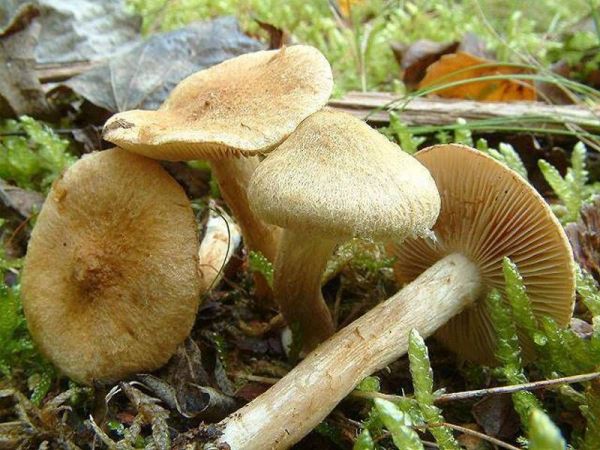 Bittersüsser Risspilz-Inocybe dulcamara