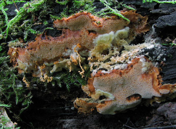 : Porling-Rigidoporus crocatus