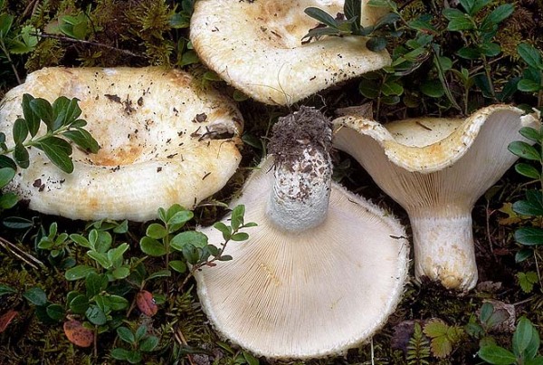 Wässriggezonter Fransen-Milchling-Lactarius aquizonatus