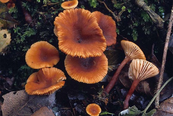 Nabeliger Zwergmilchling-Lactarius omphaliformis