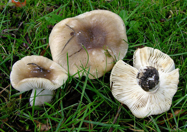 Kratzender Kammtäubling-Russula pectinatoides
