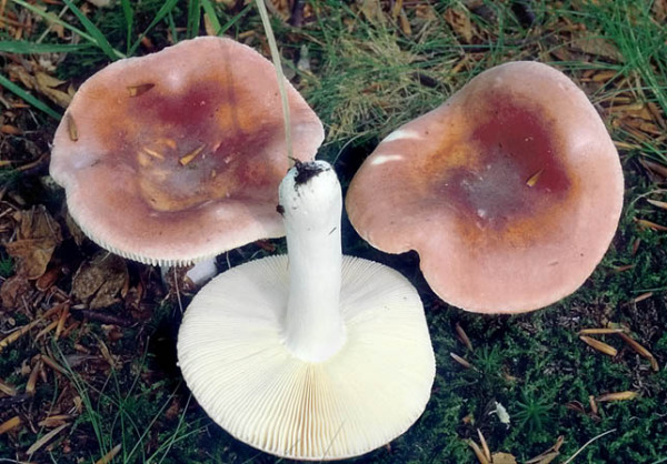 Grosser Rosa Täubling-Russula aurora
