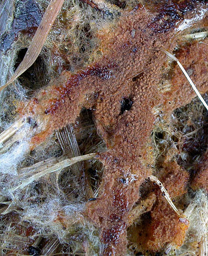 Braunfaseriges Filzgewebe-Tomentella fibrosa