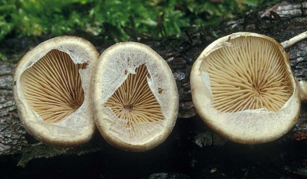 Klebriger Schleierseitling-Tectella patellaris