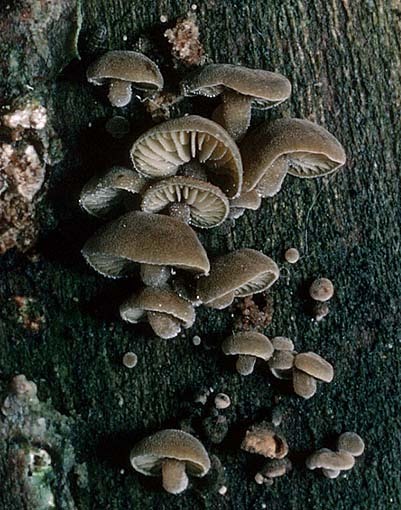 Kurzstieliger Olivschnitzling-Simocybe haustellaris