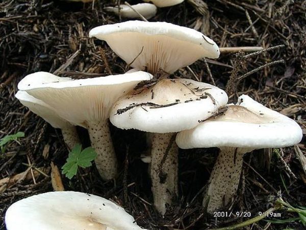 Rauhstiel-Weichritterling-Melanoleuca verrucipes
