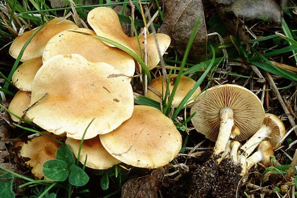 Feuchtstellenschüppling-Pholiota conissans