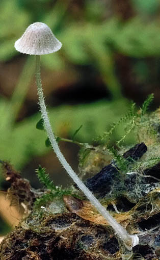 Haariger Helmling-Mycena aciculata