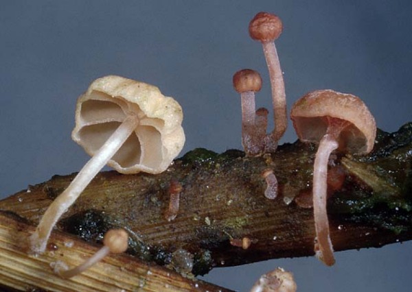 Rosaweisser Helmling-Mycena tubarioides