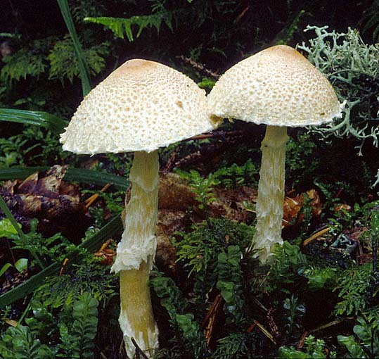 Wollstielschirmling-Lepiota clypeolaria