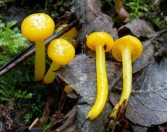 Dottergelber Saftling-Hygrocybe vitellina