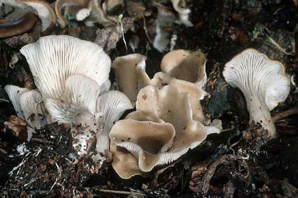 Spatelförmiger Muscheling-Hohenbuehelia petaloides