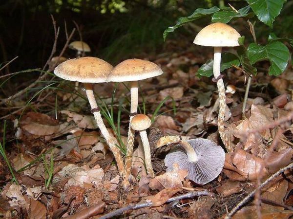Halbkugeliger Träuschling-Stropharia semiglobata