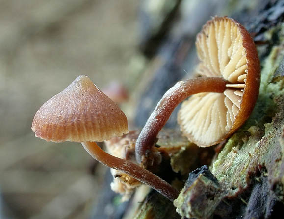 Verzweigter Häubling-Galerina triscopa