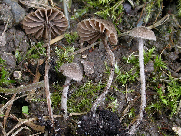 Kurzsporiger Haarglöckling-Entoloma dysthaloides