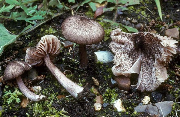Grindiger Rötling-Entoloma scabiosum