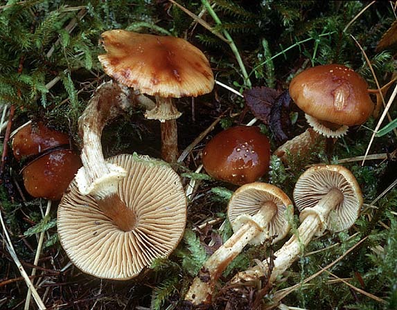 : Descolea-Descolea antarctica