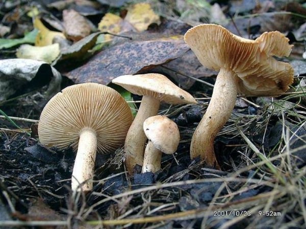 Lärchenritterling-Tricholoma psammopus