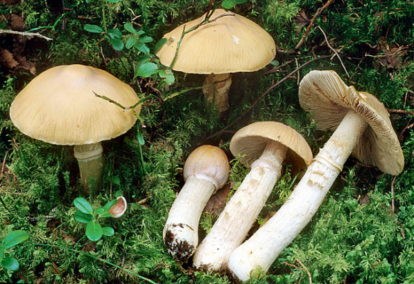 Reifpilz-Cortinarius caperatus