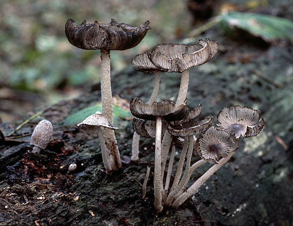 Warzigsporiger Tintling-Coprinopsis echinospora