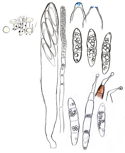 :-Calycellina ochracea