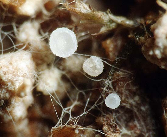 :-Ciliolarina ligniseda