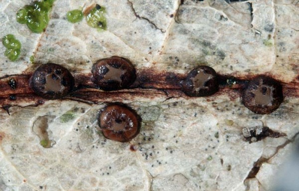 :-Coccomyces coronatus