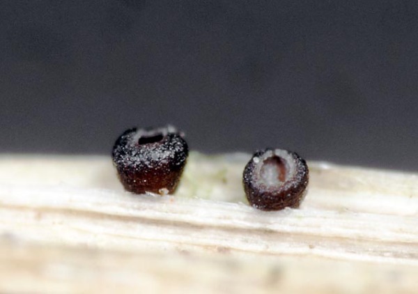 :-Crocicreas spicarum