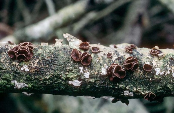 Schwarzbrauner Pappelbecherling-Encoelia fascicularis