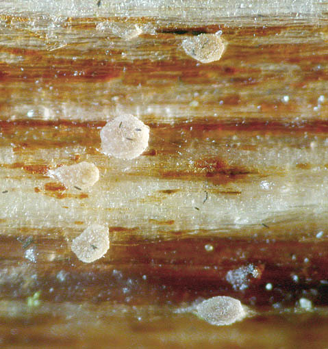 :-Hyalopeziza raripila