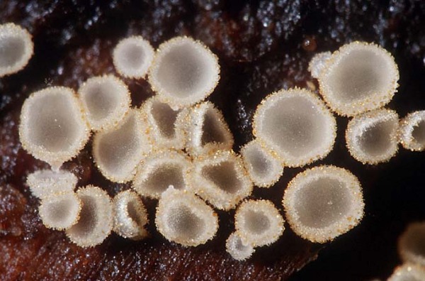 Kleines Nadelholz-Haarbecherchen-Hyaloscypha aureliella