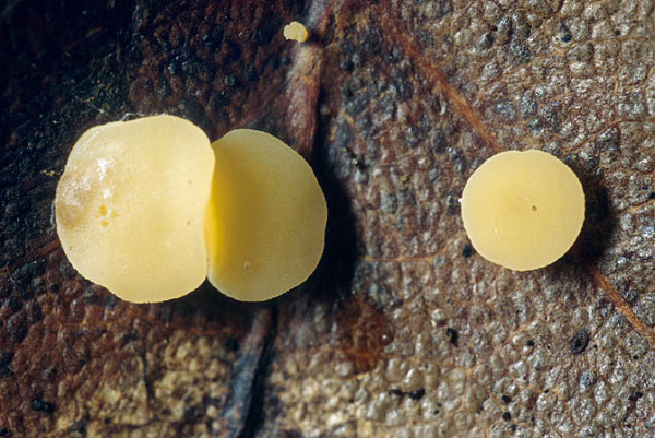 Polyphager Stielbecherling-Hymenoscyphus epiphyllus