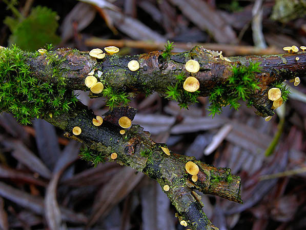 : Stengelbecherchen-Hymenoscyphus virgultorum