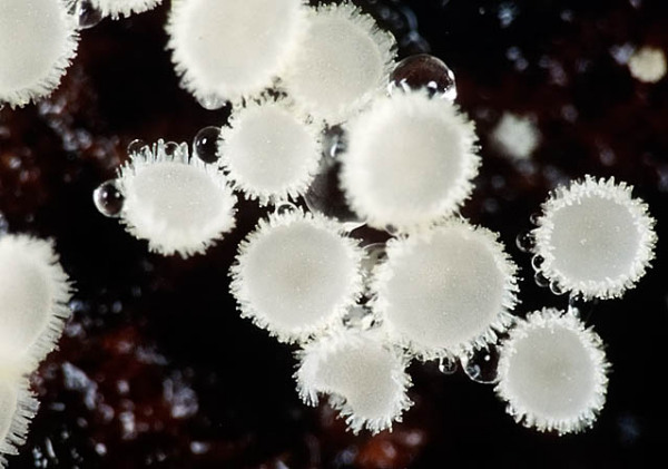 :-Incrucipulum sulphurellum
