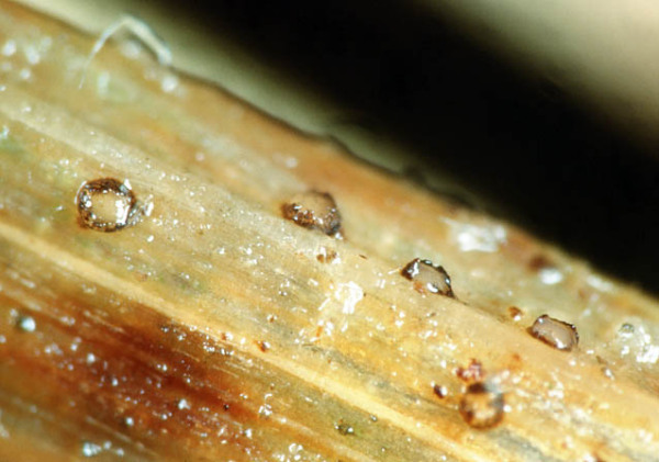 : Becherling-Micropeziza poae