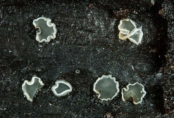 : Weichbecherchen-Mollisia pastinacae
