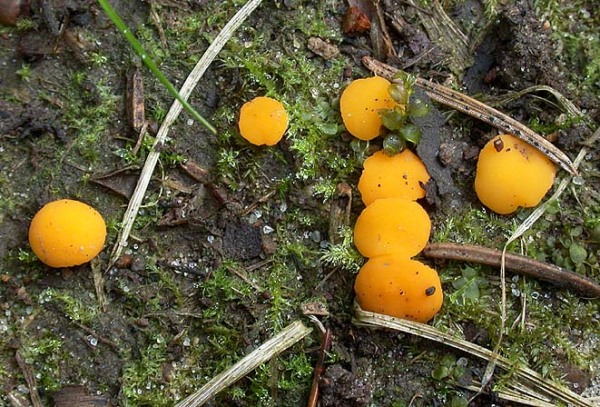 :-Phaeohelotium terrestris