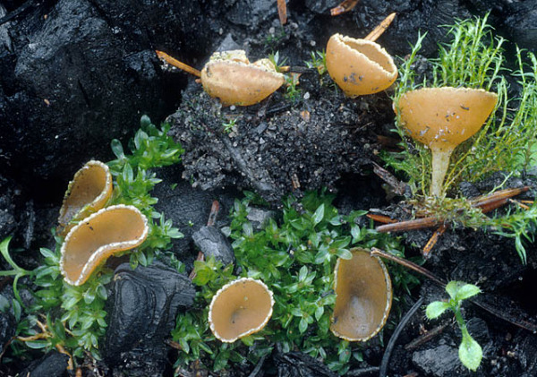 Kohlenbecherling-Geopyxis carbonaria