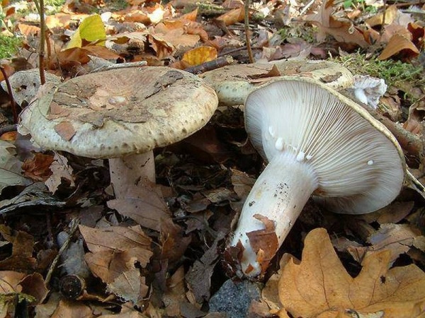 Graugrüner Milchling-Lactarius blennius