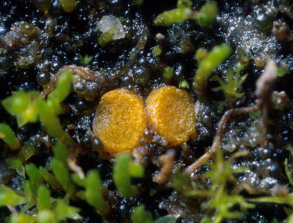 :-Lamprospora leptodictya