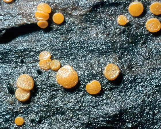 Submerser Orangebecherling - Miladina lechithina-Miladina lechithina