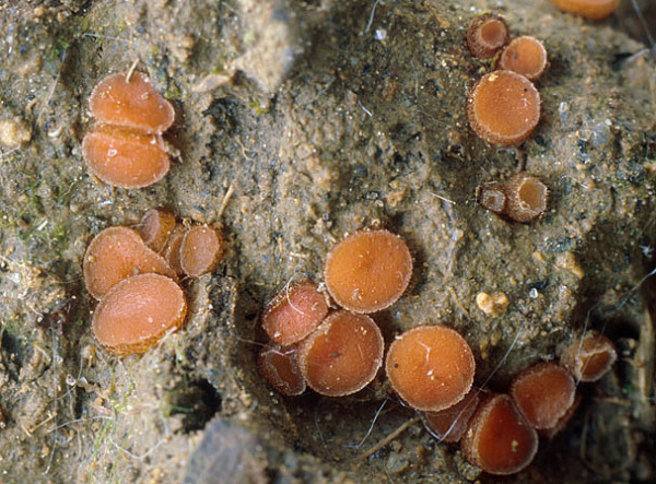: Schildborstling-Scutellinia superba